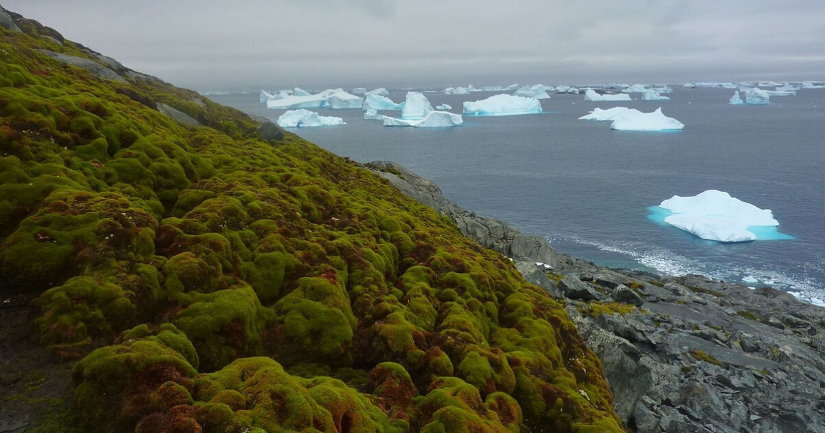 Антарктидада мұздықтар еріп, жасыл желек ерекше қарқынмен өсіп келеді