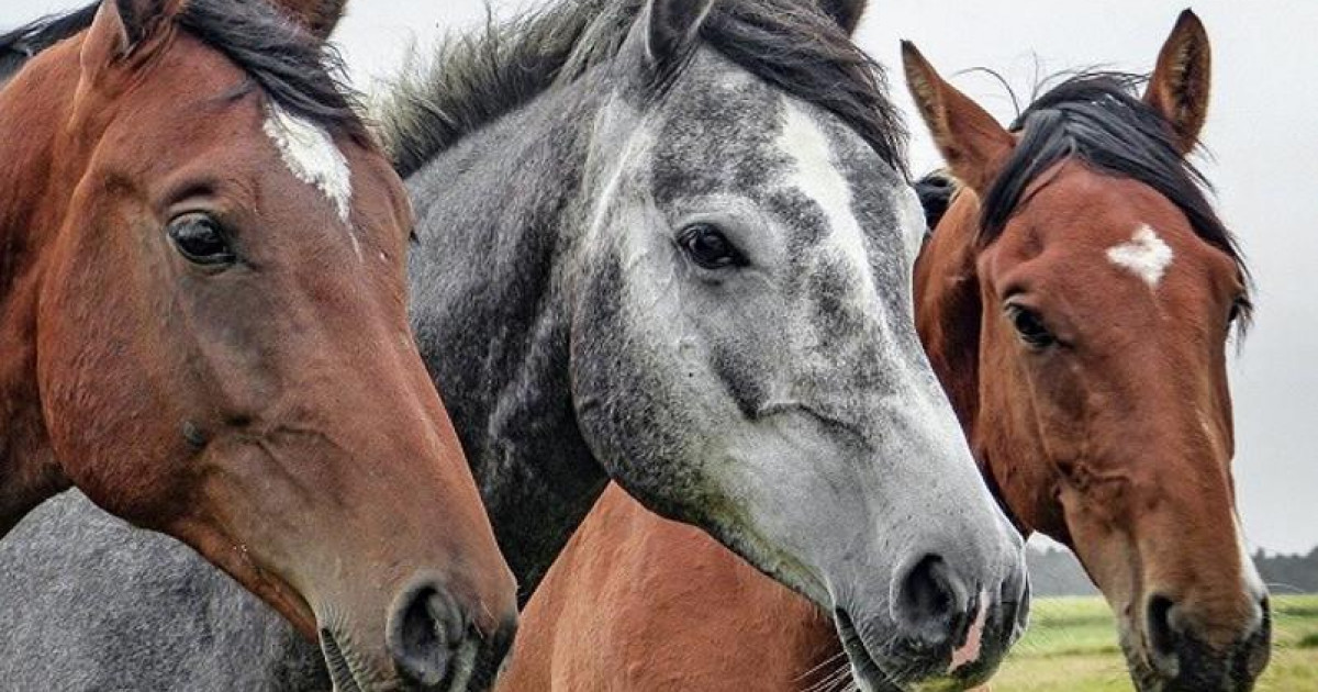 Қарағандыда әкелі-балалы 40 бас жылқы ұрлағаны әшкере болды