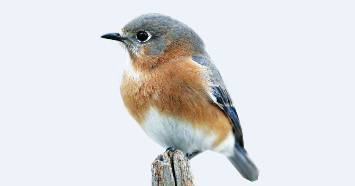 Құстар үні сиреп барады