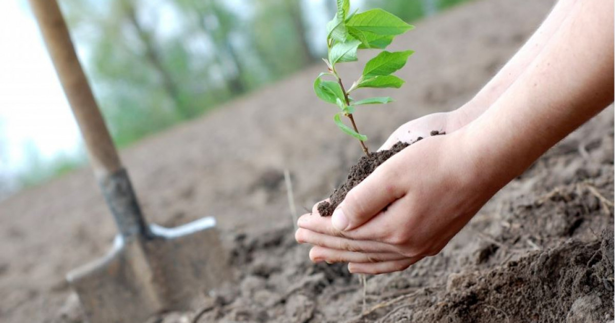 Орманшыға құрмет оңалмай тұр