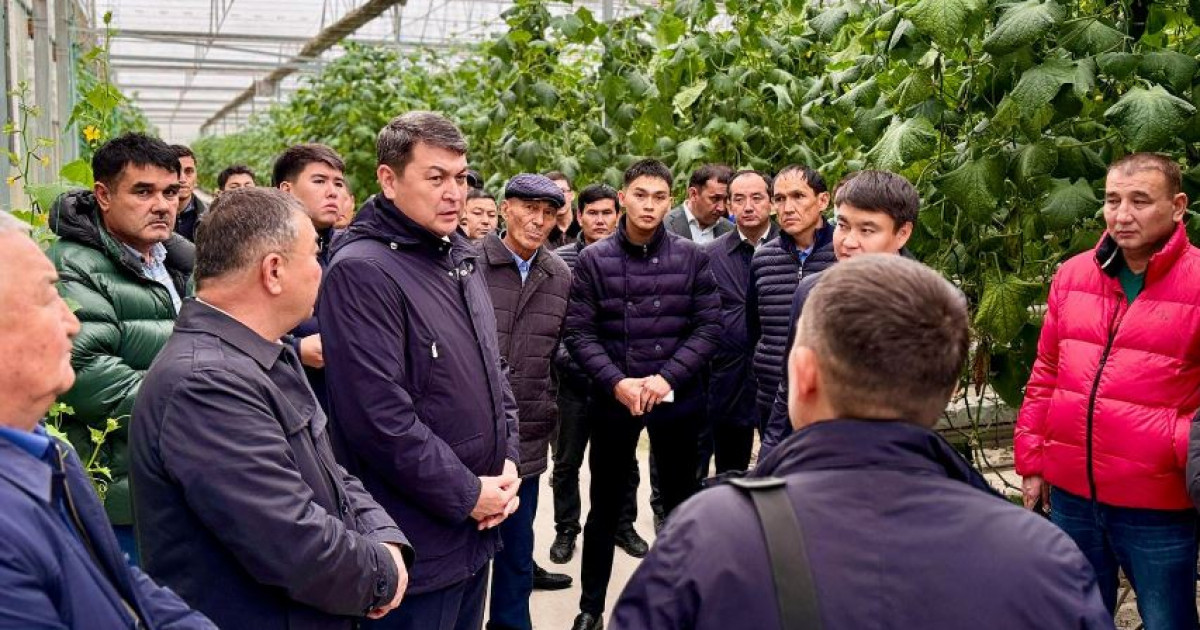 Шаруалар жайына қанықты