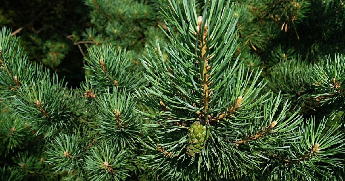 Шырша кескен қазақстандықтарға 3 692 000 теңгеге дейін айыппұл салынады