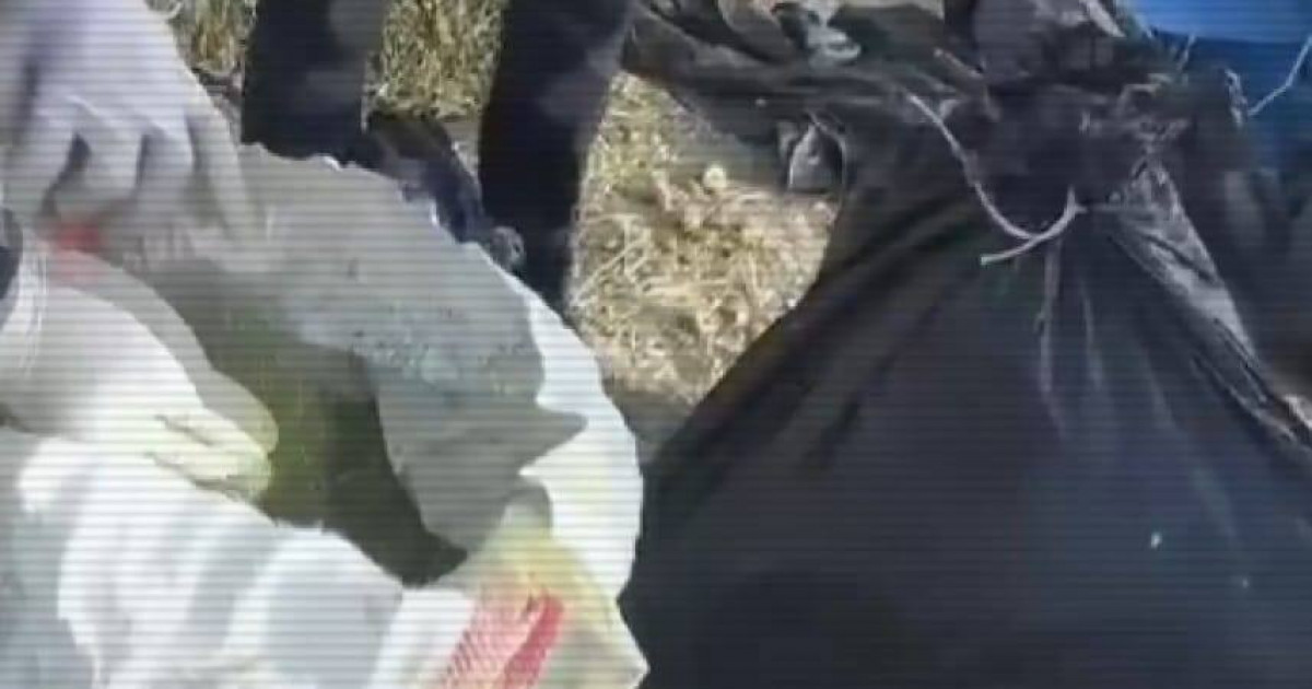 Жамбыл облысында шөп астынан 100 келі марихуана табылды