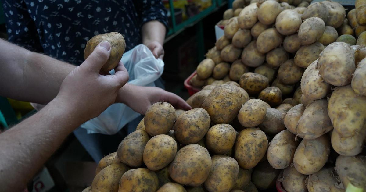 Алматыда бір адамға 5 келіден артық картоп сатылмайды