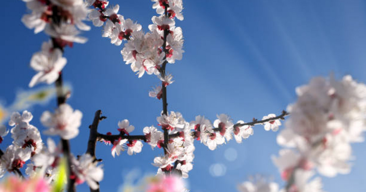 Биыл наурыз айында қазақстандықтар неше күн демалады?