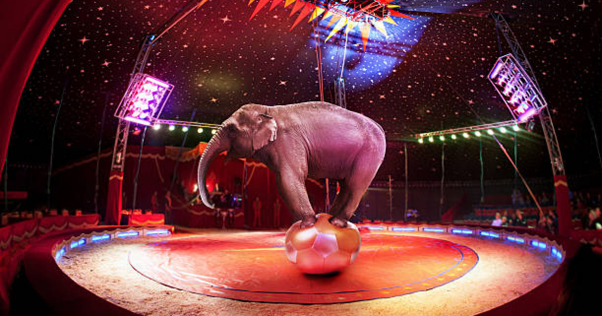 Экология министрлігі цирктерде жабайы жануарларды пайдалануға тыйым салмақ