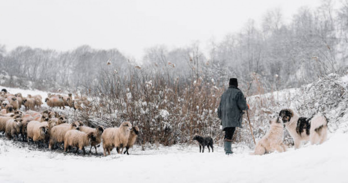 Қарағанды облысында жоғалған малшы табылды