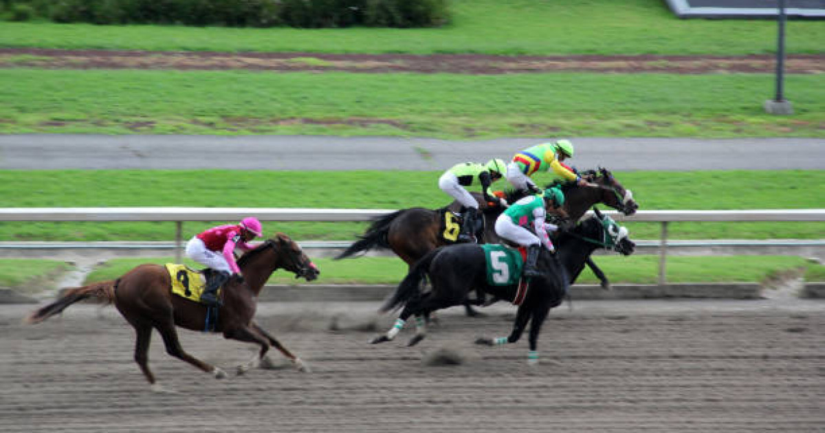 Қазақ сәйгүліктері Дубайда өткен дүбірлі додаға қатысты