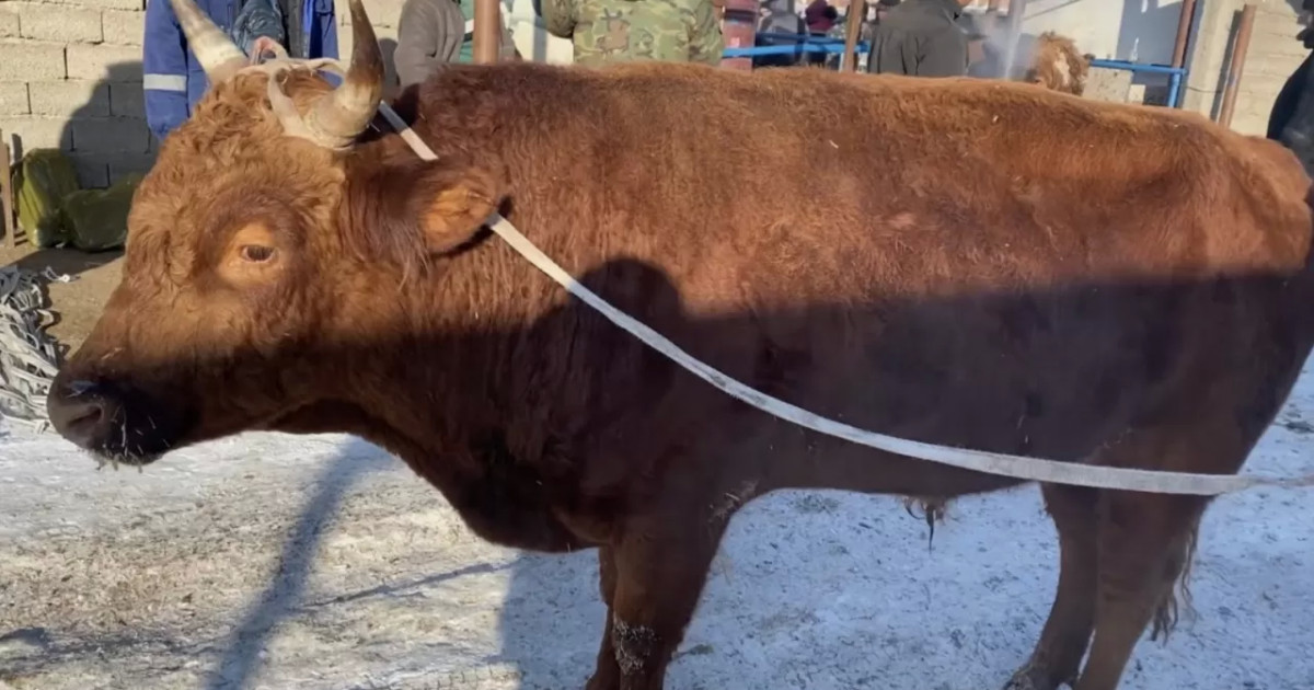 СҚО-да жұмысшыны бұқа сүзіп өлтірген