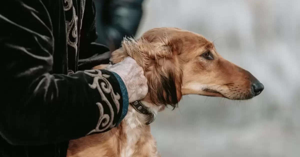 Тазы мен төбет күні белгіленді