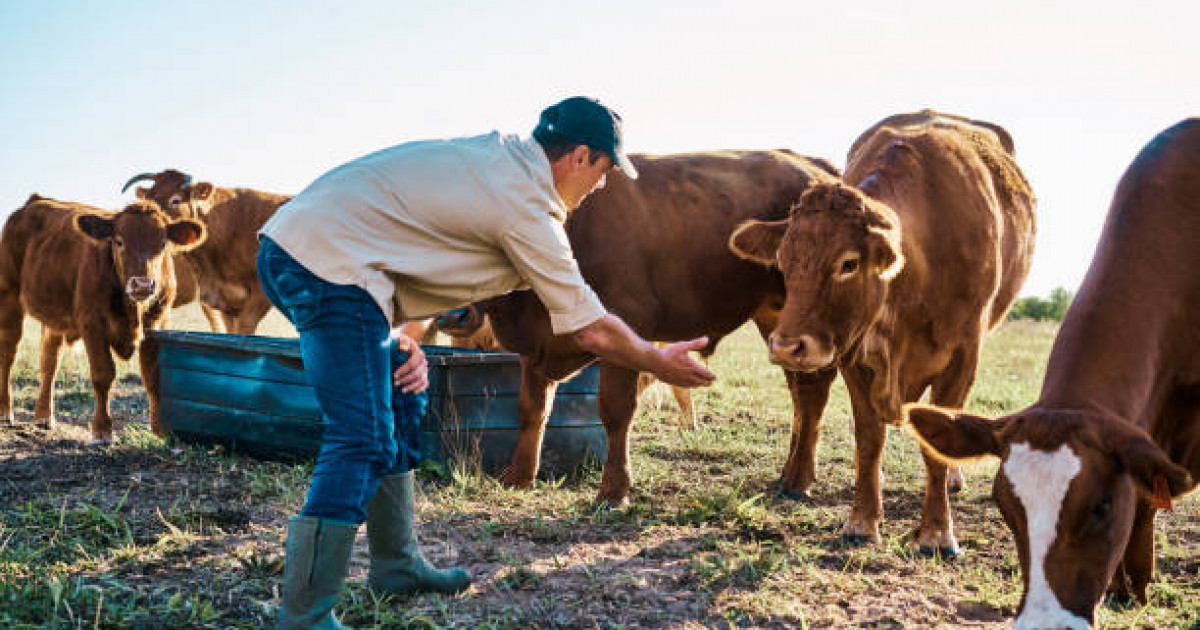 Мал ұрлығының алдын алу үшін не істеу керек?