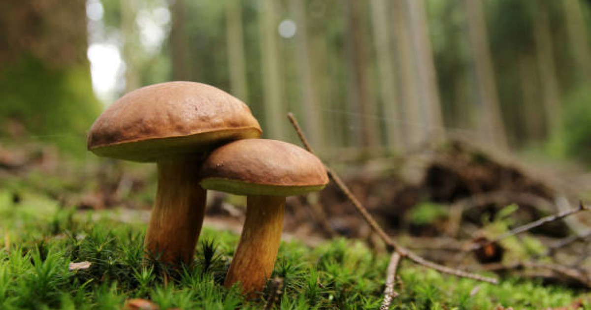 Алматы облысында саңырауқұлақ теруге шыққан отбасы жоғалып кеткен