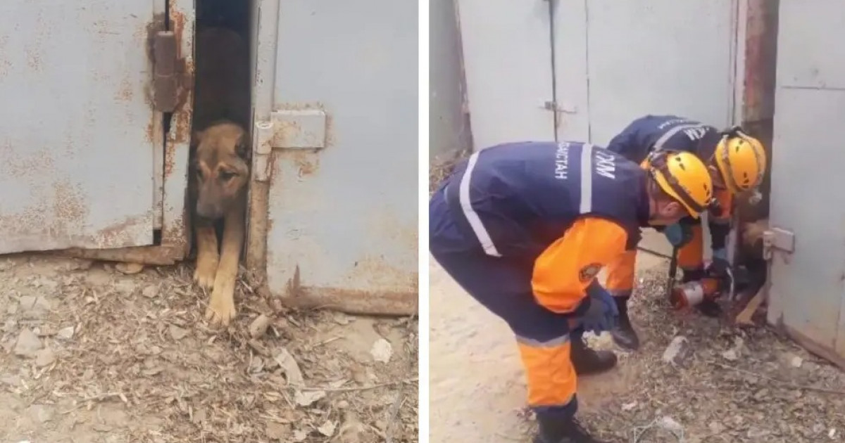 Қызылордада ТЖМ қызметкерлері тар жерге қыстырылып қалған итті құтқарды