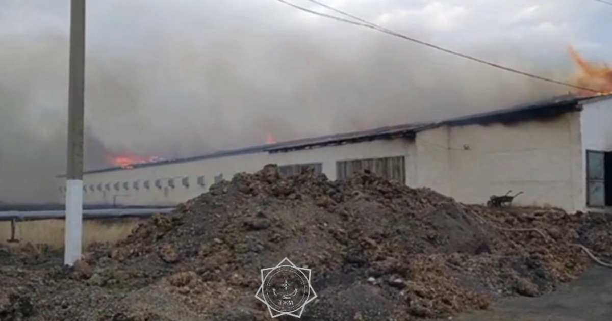 Қарағанды облысында құс фабрикасы өртенді (видео)