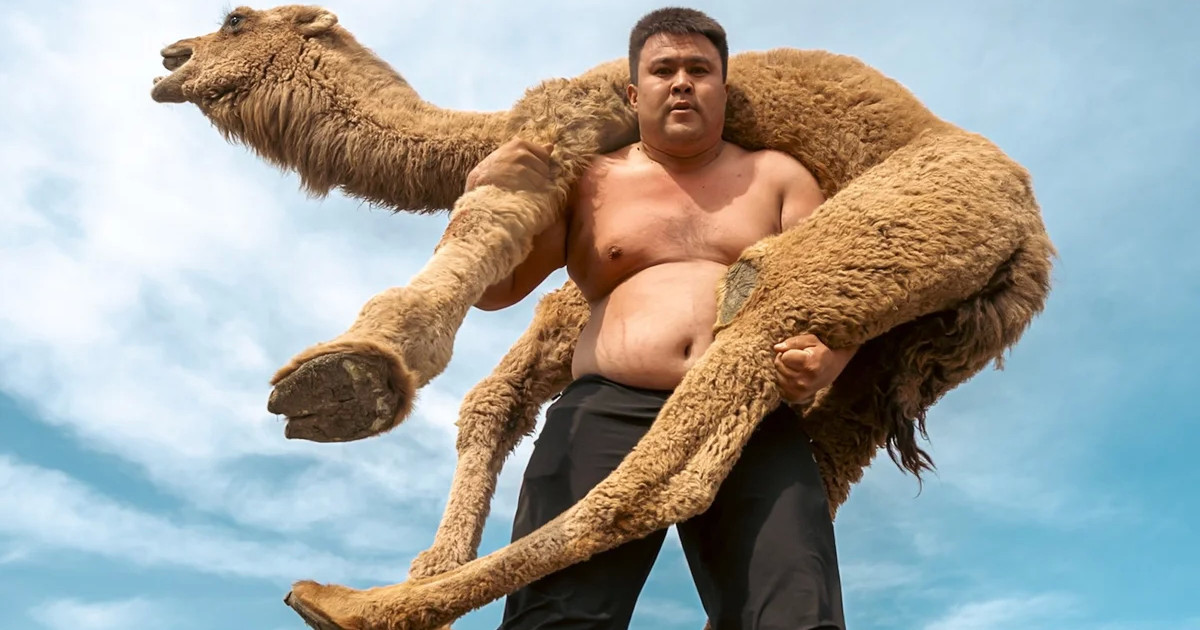 Түйе көтеретін балуан жігіт