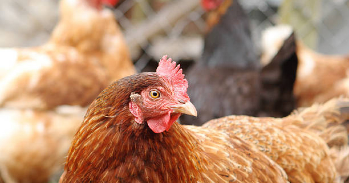 Макинск құс фабрикасындағы жаппай улану: полиция арнайы тергеуді бастады