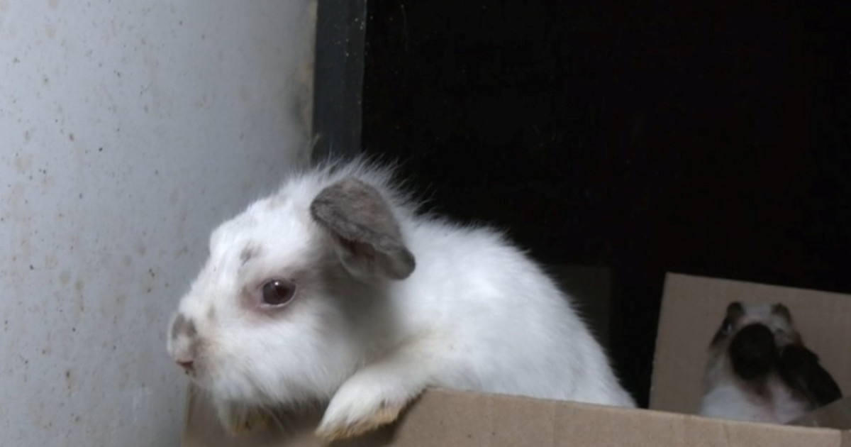 «Пәтер емес, қора»: бір бөлмеде 139 қоян өсірген тұрғынды полиция алып кетті