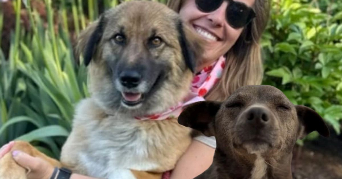 Шымкенттегі екі қаңғыбас итті америкалықтар асырап алды