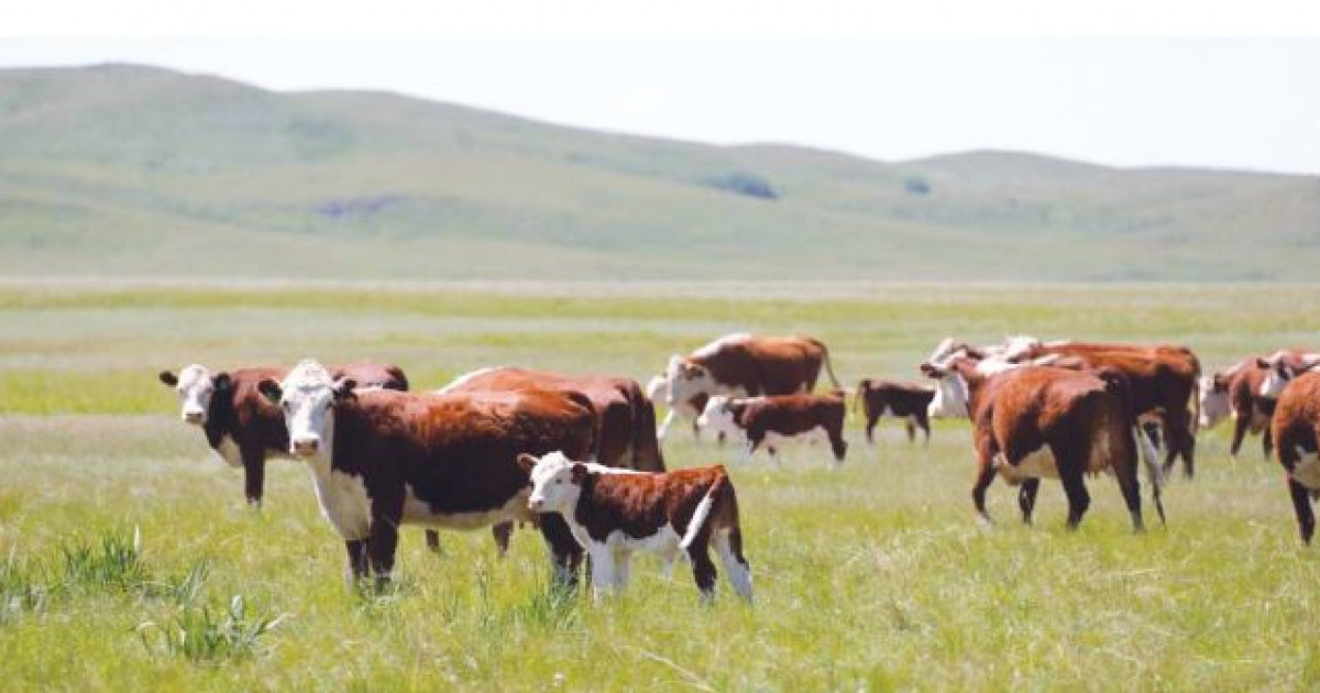 Қазына қайнары – асылтұқым