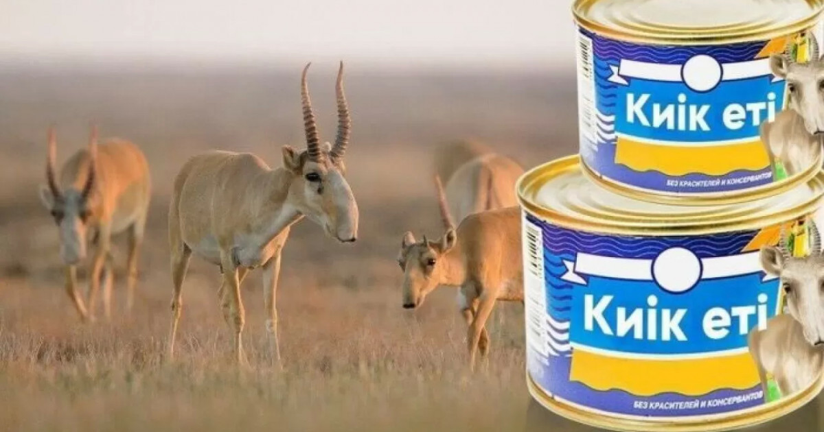 Киік етін жеу қауіпті ме: министрлік желіде тараған ақпаратқа жауап берді