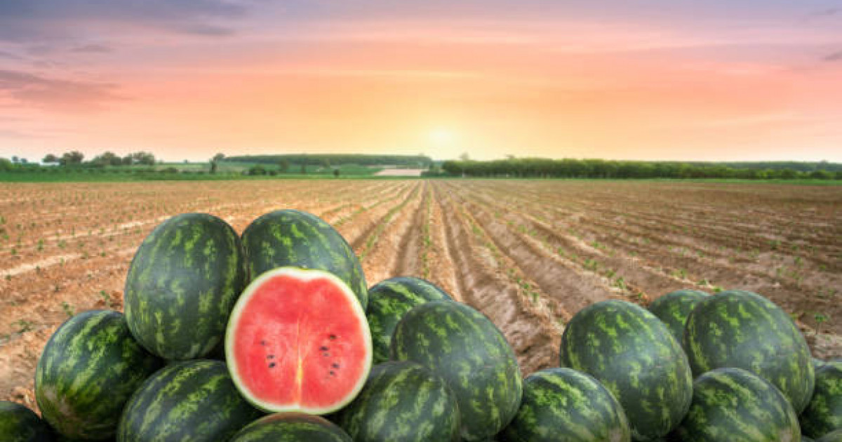 2 мың тонна қарбыз шіріп кетті