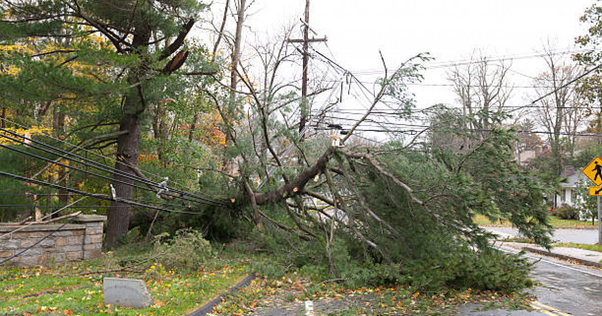 Алматыда 27 жастағы келіншектің үстіне ағаш құлап, көз жұмды