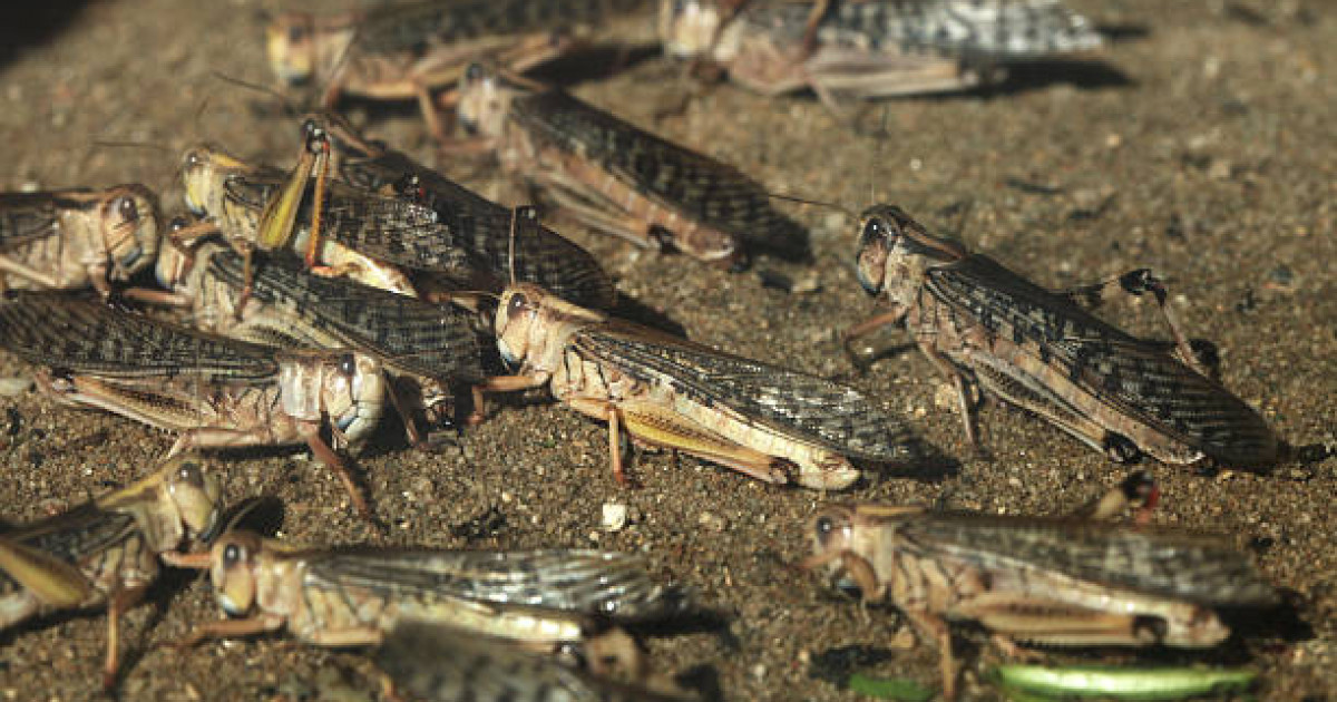 Елімізде 2,7 миллион гектар аумақта шегірткені улау жұмысы жүргізілді