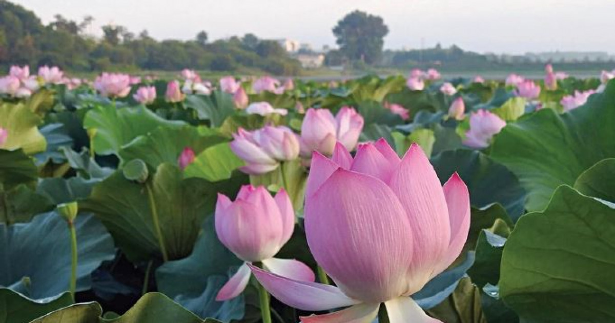 Қиғаш бойындағы қызық