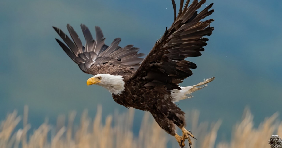 Дональд Трамп TikTok-та аккаунт ашып, пікірін өзгертті