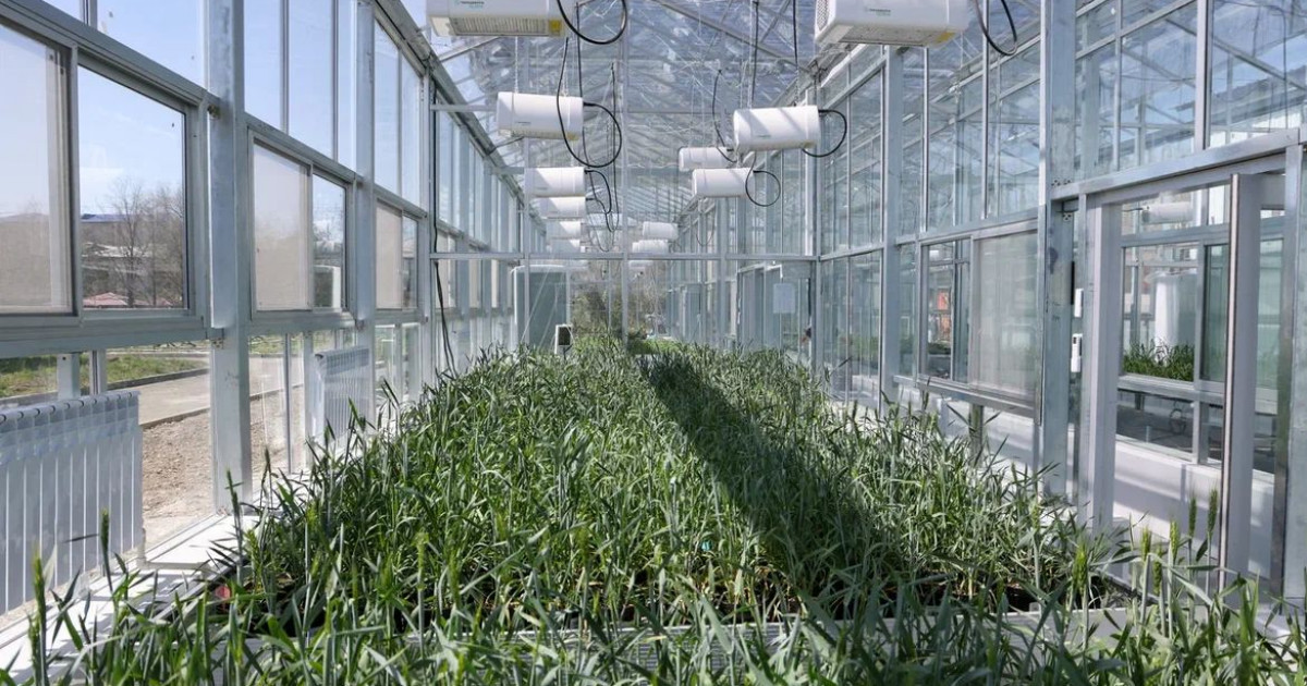 Speed Breeding: Жетісу университетінің ғалымдары жаңалық ашты