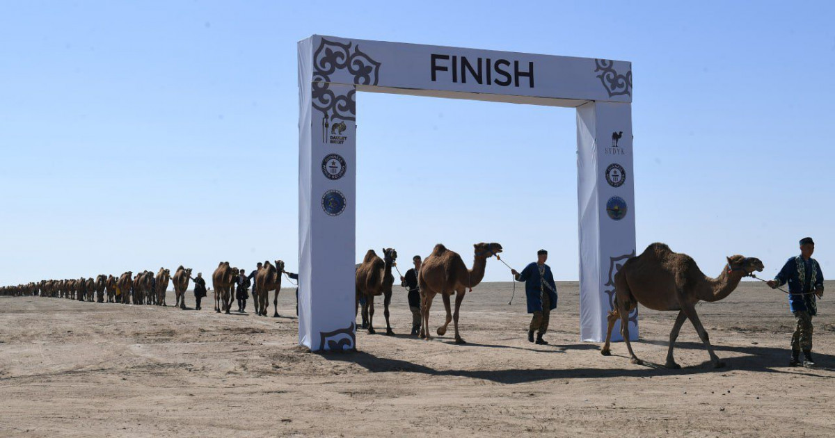 Алматы облысындағы ең үлкен түйе керуені әлемдік рекорд орнатты