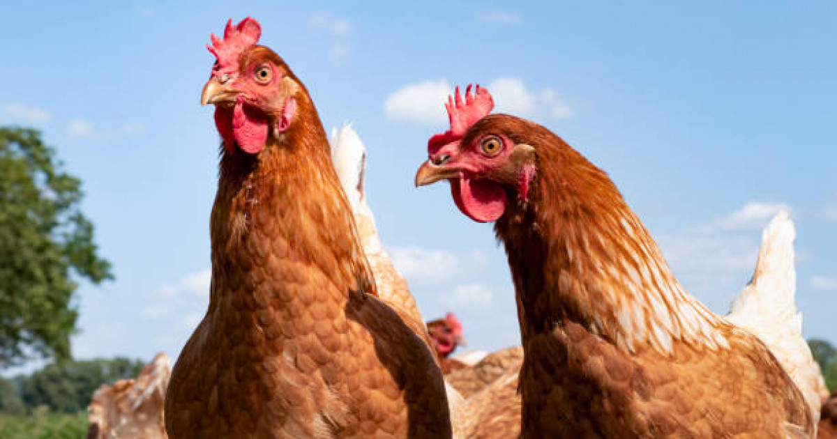 Ертеңнен бастап үй-үйді аралап, мал, тауық санайды