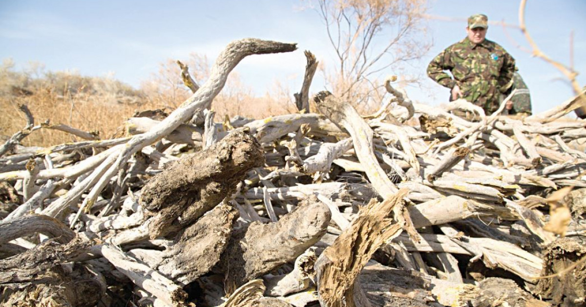 Қасиетті ағаштың қадірі