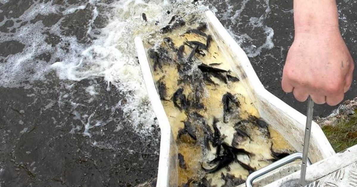 Есіл өзеніне 600 мыңнан астам сазан мен ақ амур шабақтары жіберілді