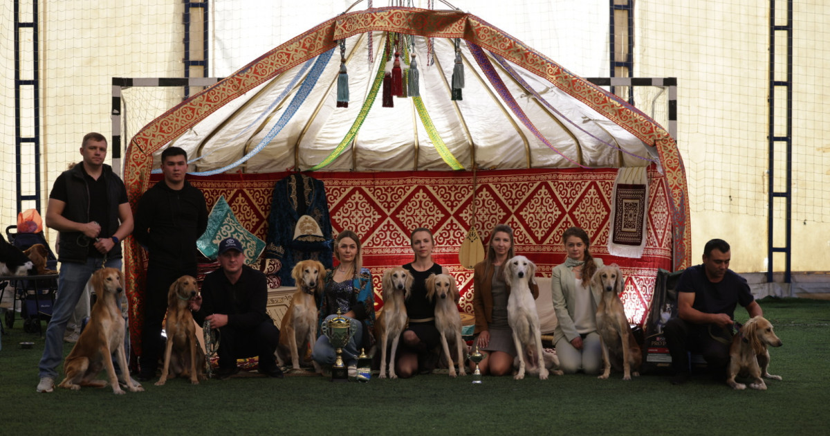 «Қазақы тазы» көрмесі мен кинологтар кубогы өтеді