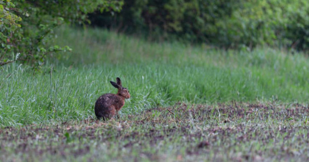 Жамбылда қоян аулауға барған 13 жастағы балаға оқ тиіп, ажал құшты