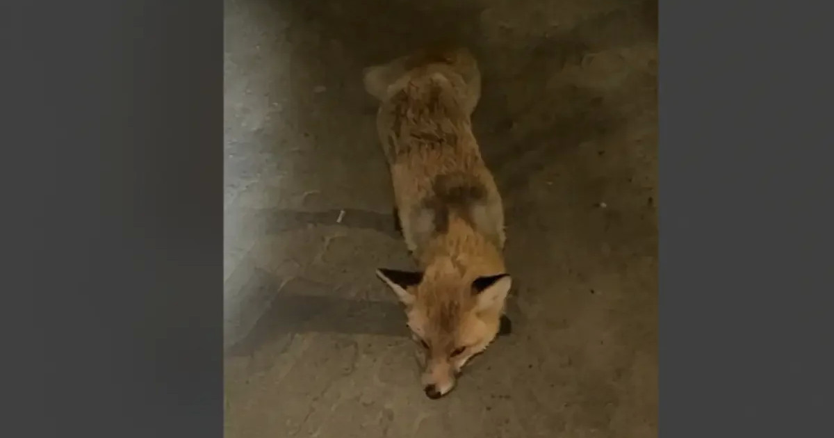 Қостанайда жабайы түлкі адамға шабуыл жасаған