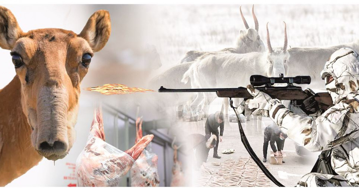 Жыртылған шұңқырдағы мүшесі