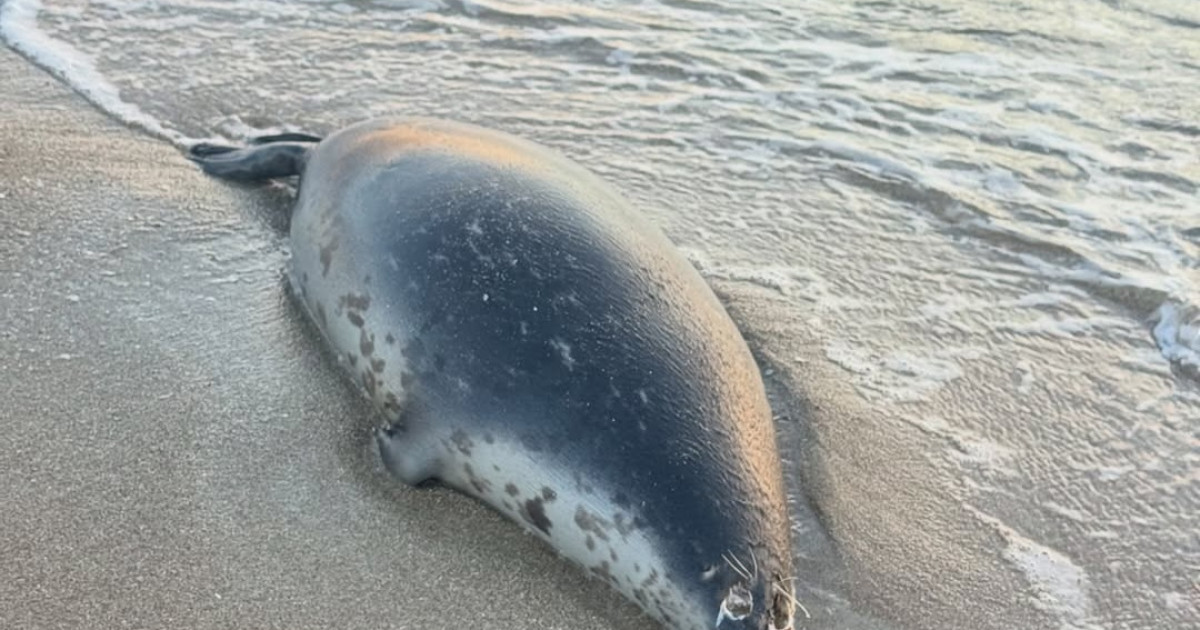 Маңғыстауда Каспий жағалауынан 100-ден аса итбалықтың өлексесі табылды