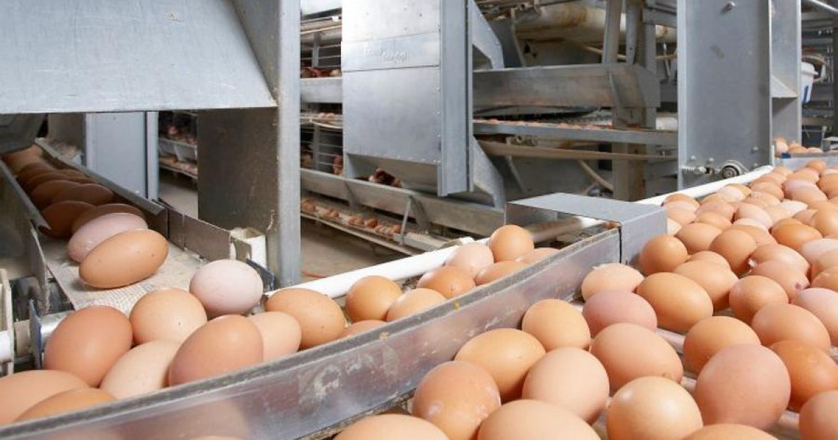 Ресейден заңсыз әкелінген 63 000 дана жұмыртқа қайтарылды