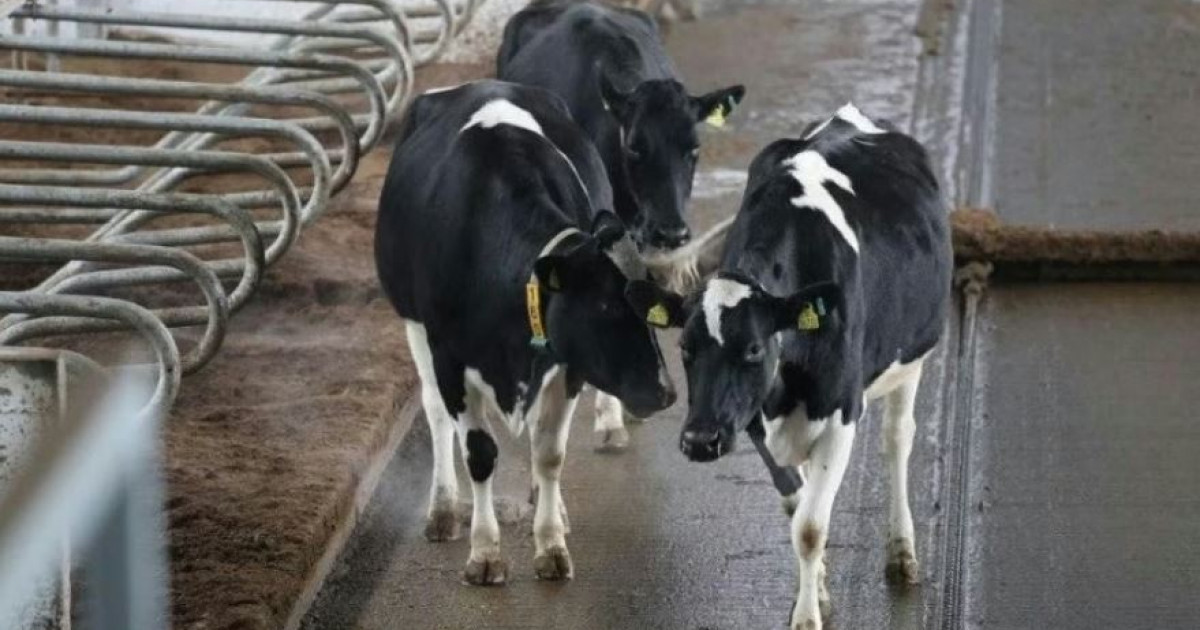 Ақмолада ашылған «ақылды» ферма