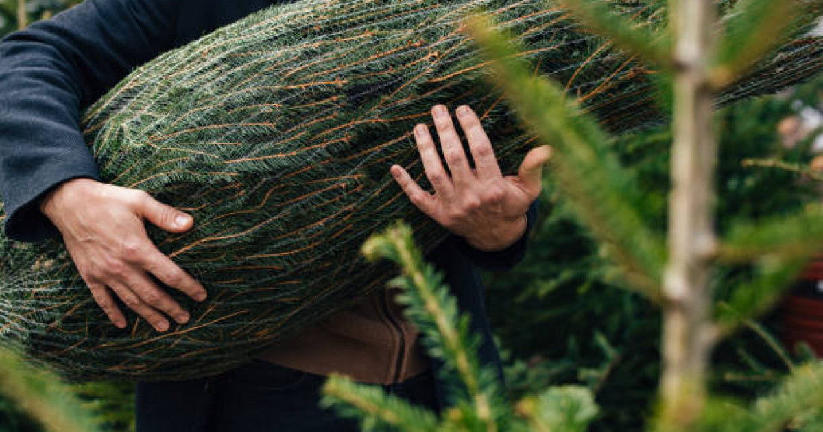 "Instagram-нан Жаңа жылға шырша сатып аламын" деген келіншек алаяққа жем болған