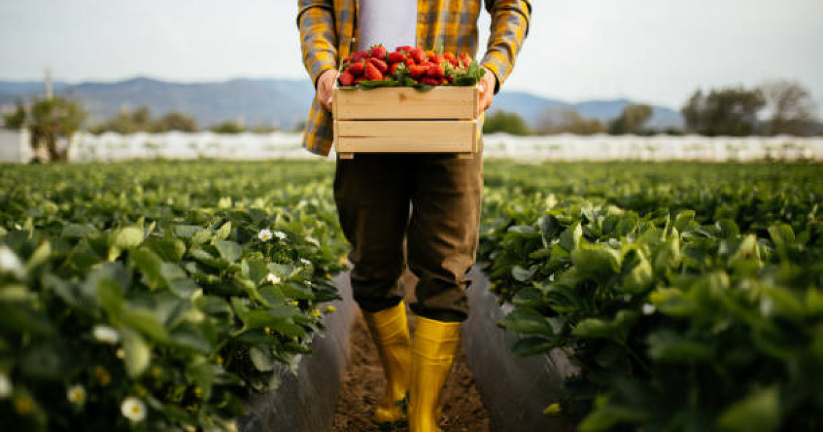 Қазақстанның агроөнеркәсіп өнімдері 70 елге экспортталады