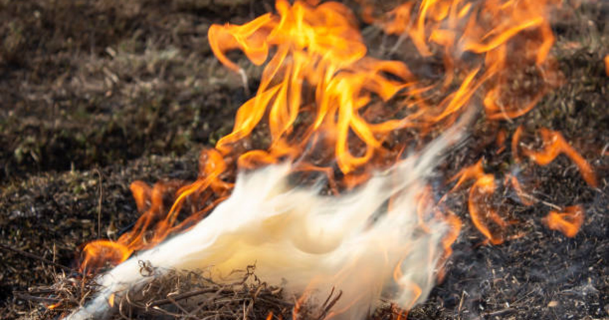 Отырар ауданында 260 тонна мақта өртеніп кетті