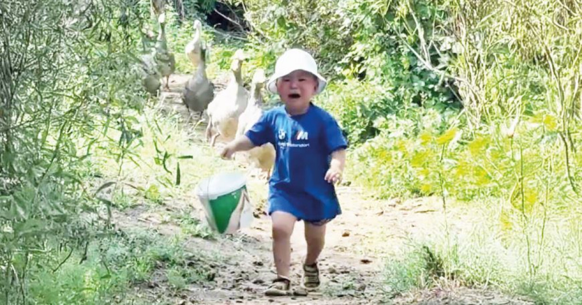 Желі жұлдыздары