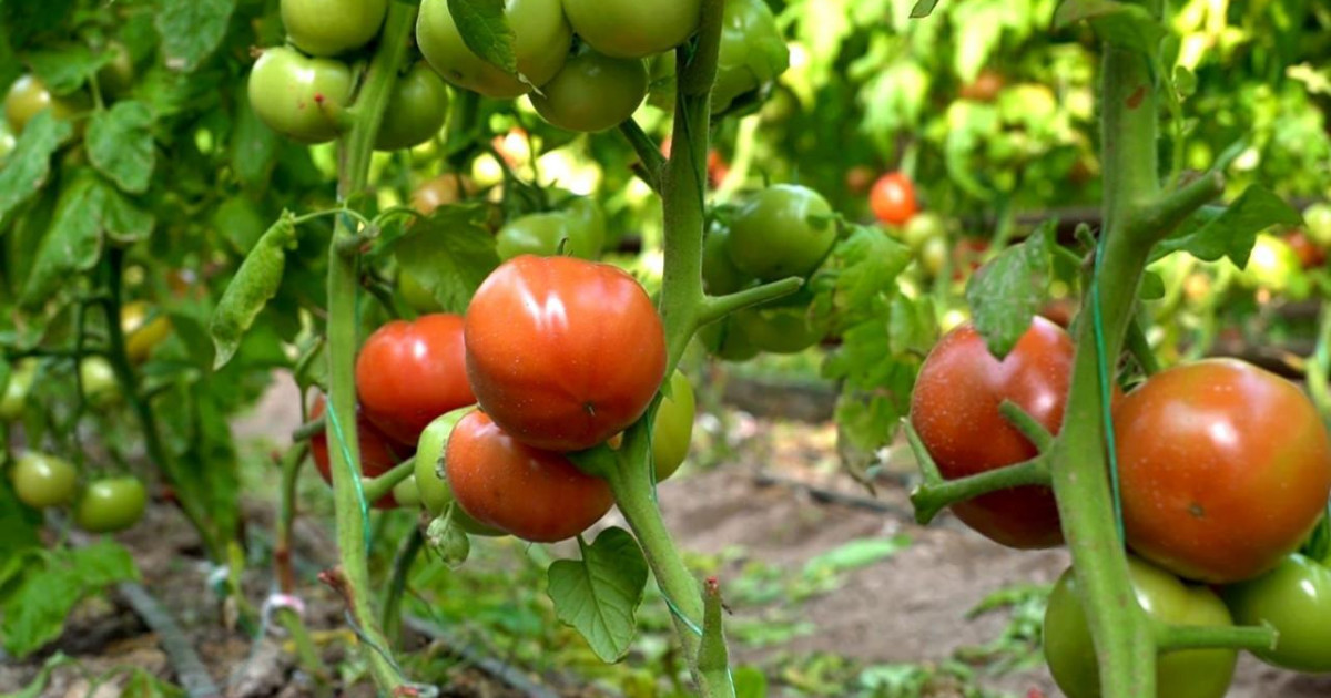 Түркістан облысында қаңтарда қызанақ пісті