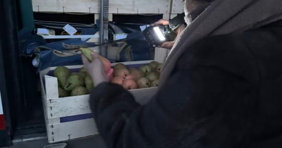 19 тонна алмұрт фитосанитарлық сертификаттың болмауына байланысты Бельгияға кері қайтарылды