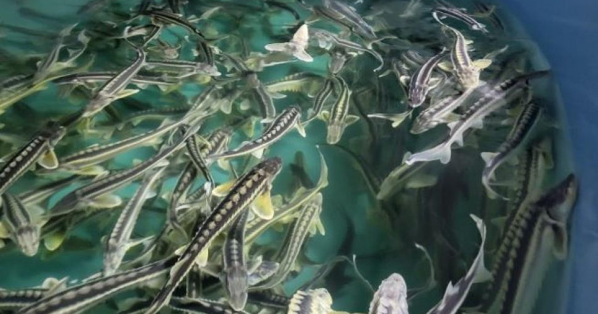 Аквамәдениетті дамытуға арналған ақпараттық жүйе 2027 жылдан бастап енгізіледі