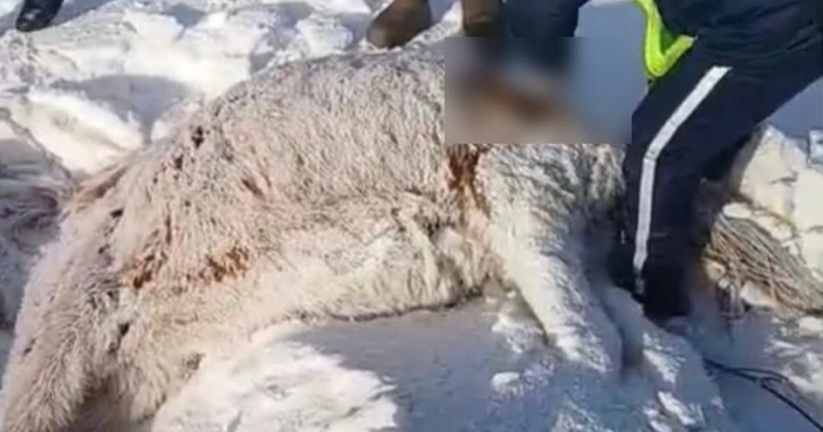 Ақмола облысында пойыз теміржолға шығып кеткен бір үйір жылқыны қағып кетті