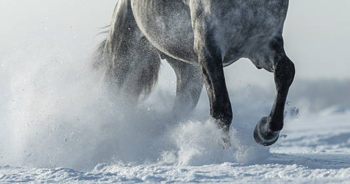 Ақмола облысында Төтенше жағдай министрлігінің қызметкері жылқыны құтқару үшін 3 шақырым жүгірді